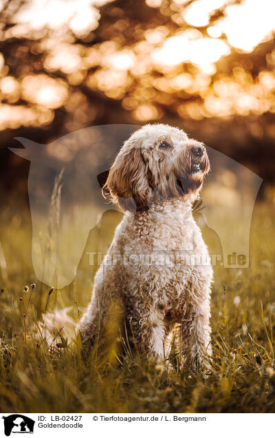 Goldendoodle / Goldendoodle / LB-02427