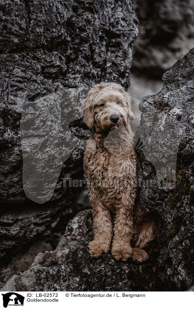 Goldendoodle / Goldendoodle / LB-02572