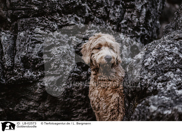 Goldendoodle / Goldendoodle / LB-02573