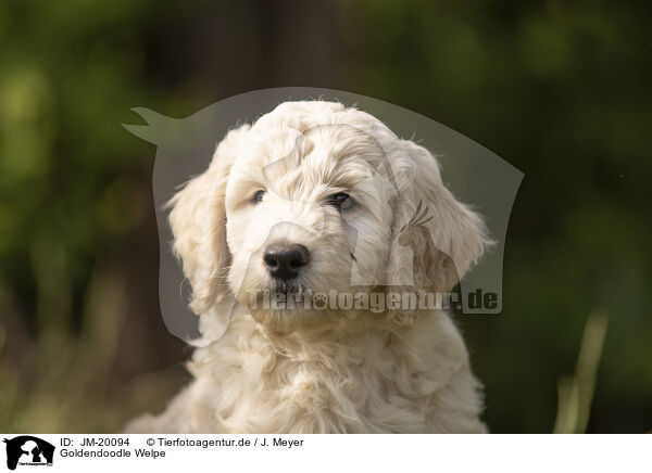 Goldendoodle Welpe / JM-20094