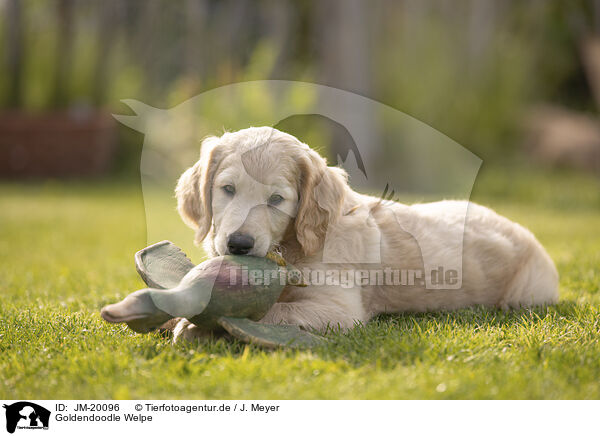 Goldendoodle Welpe / JM-20096