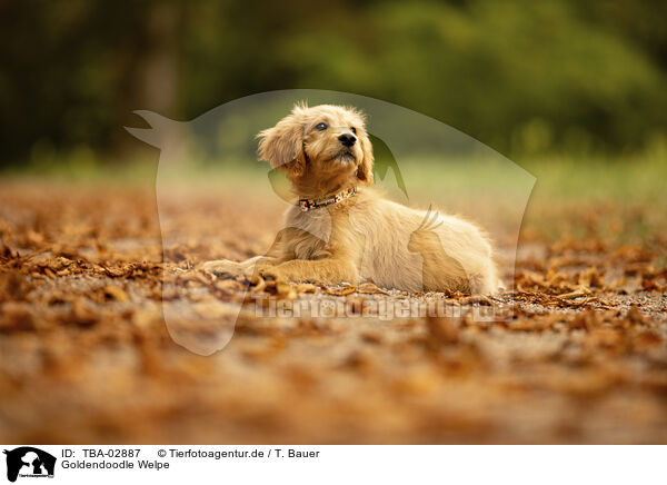 Goldendoodle Welpe / Goldendoodle Puppy / TBA-02887