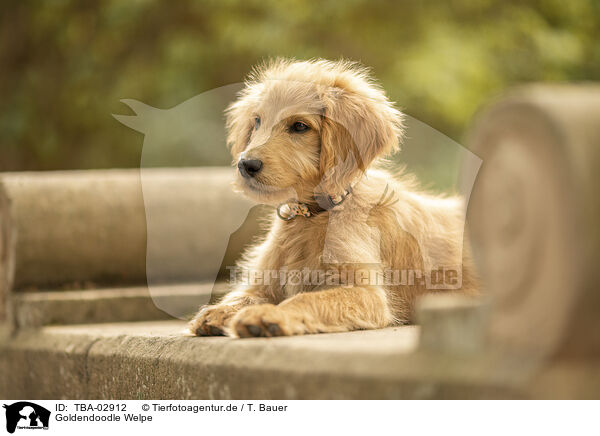 Goldendoodle Welpe / Goldendoodle Puppy / TBA-02912