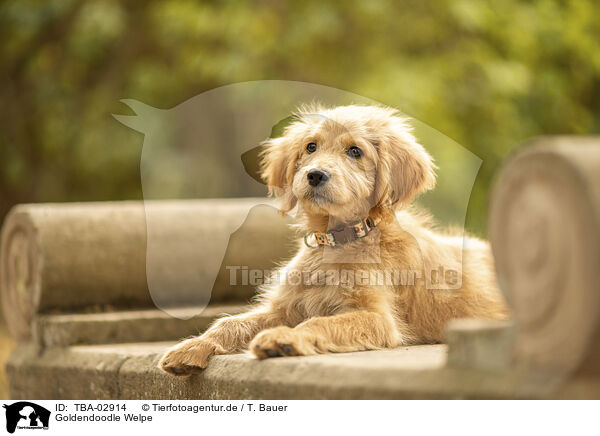 Goldendoodle Welpe / Goldendoodle Puppy / TBA-02914