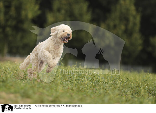 Goldendoodle / Goldendoodle / KB-15507