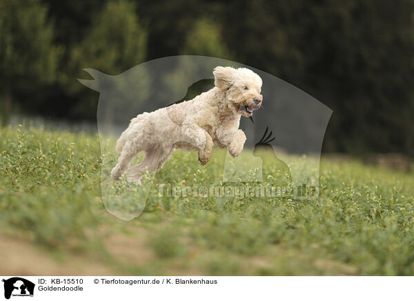 Goldendoodle / Goldendoodle / KB-15510