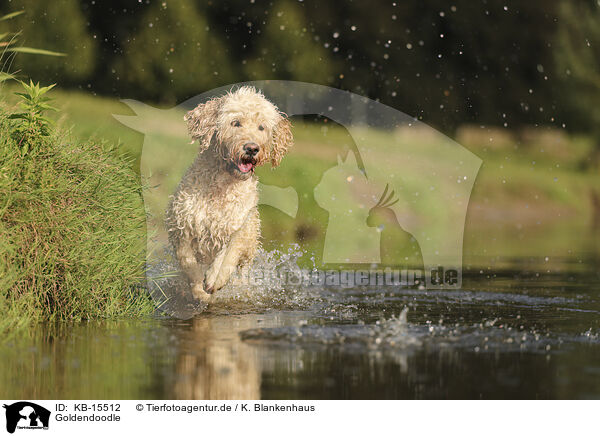 Goldendoodle / Goldendoodle / KB-15512