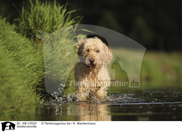 Goldendoodle / Goldendoodle / KB-15520