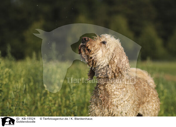 Goldendoodle / Goldendoodle / KB-15524