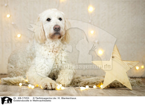 Goldendoodle in Weihnachtsdeko / Goldendoodle in christmas decoration / KB-17053