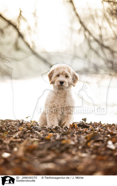 Goldendoodle / Goldendoodle / JAM-06370