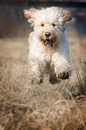 rennender Goldendoodle