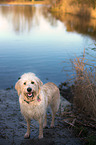 stehender Goldendoodle