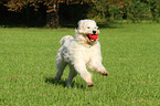 spielender Goldendoodle