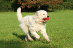 spielender Goldendoodle