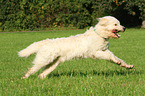 rennender Goldendoodle