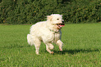 rennender Goldendoodle