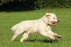 rennender Goldendoodle