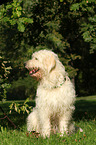 sitzender Goldendoodle