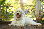 liegender Goldendoodle