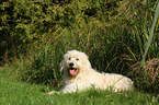 liegender Goldendoodle