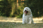 sitzender Goldendoodle