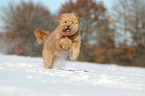 rennender Goldendoodle