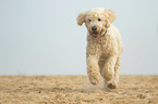 rennender Goldendoodle