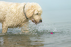 Goldendoodle im Wasser