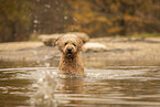 Goldendoodle Rde