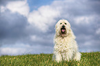 Goldendoodle