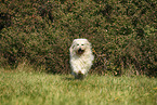 Goldendoodle