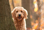 Goldendoodle im Herbst