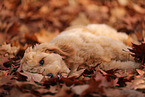 Goldendoodle im Herbst