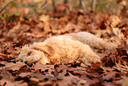 Goldendoodle im Herbst