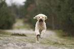 Goldendoodle