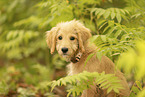 Goldendoodle Welpe