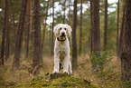 Goldendoodle