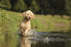 Goldendoodle