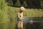 Goldendoodle