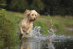 Goldendoodle