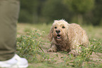 Goldendoodle