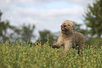 Goldendoodle