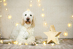 Goldendoodle in Weihnachtsdeko