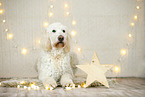 Goldendoodle in Weihnachtsdeko