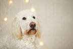 Goldendoodle in Weihnachtsdeko