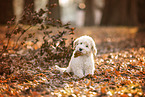 Goldendoodle