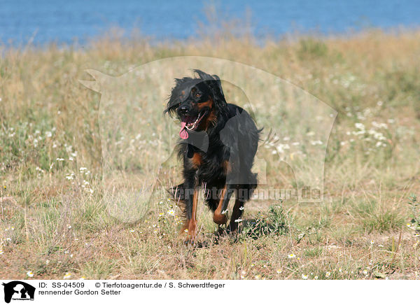 rennender Gordon Setter / running Gordon Setter / SS-04509