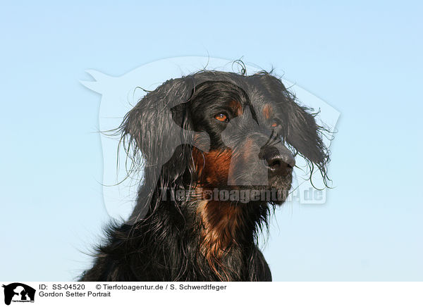 Gordon Setter Portrait / Gordon Setter Portrait / SS-04520