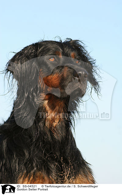 Gordon Setter Portrait / Gordon Setter Portrait / SS-04521